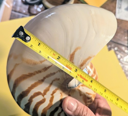 Great Massive Collectible Beautiful Nautilus Sea Shell -7"x6.5"x5.5" Huge !!! - Picture 13 of 15