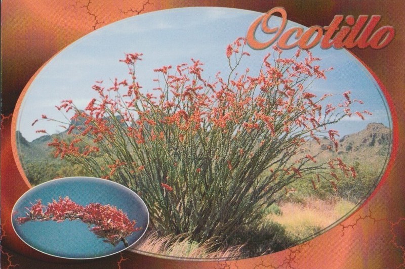 Unposted Postcard "Ocotillo" Arizona desert