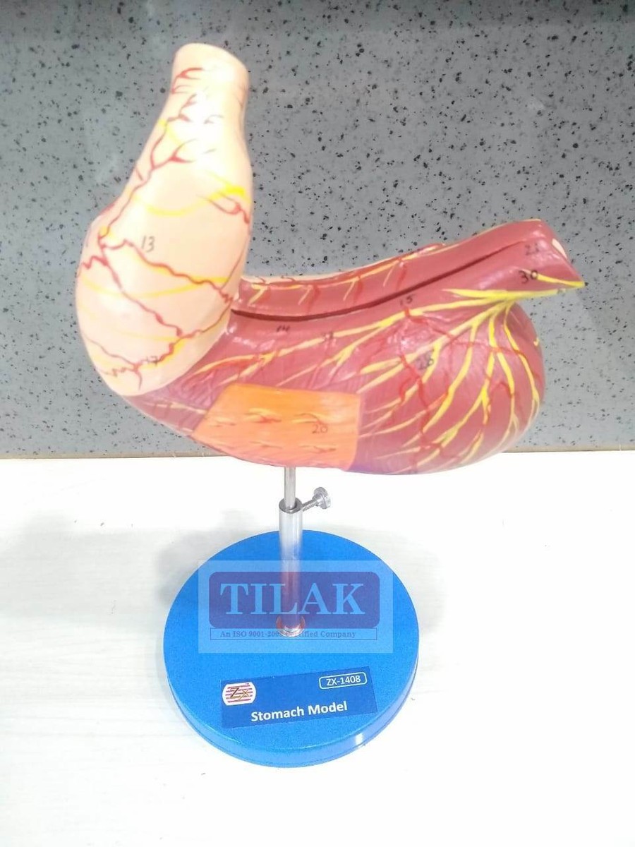 Stomach Model PVC Best Quality Free Shipping World Wide | eBay
