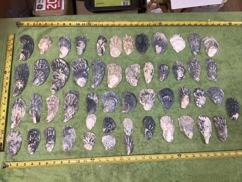 Lot of 52  Crowfoot Oyster Shells 2.75 To 6 Inch Long ￼Polished in the surf