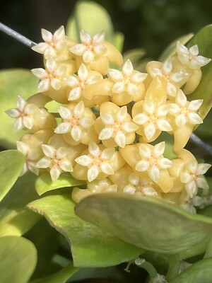 Hoya png sv 432    10-25 inches well rooted. Rear.