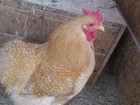 12+6 LARGE BREED LEMON BARRED FRESH AND FERTILE HATCHING EGGS. ( RARE COLOR) — photo 9
