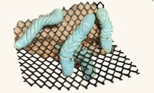 Live hornworms for reptile feeding