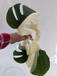 monstera deliziosa Monstera Deliciosa