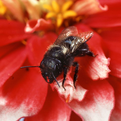 #ad Blue Orchard Bees 6 reeds of mason bees $30.00