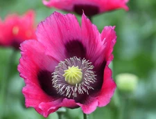 1,000 Turkish Blue Poppy Seeds P. Somniferum -Large Flowers Giant Seed Heads