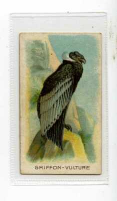 (Jj7515) WILLS OVERSEAS,WILDTIERE & VÖGEL,GÄNSEGEIER,1912