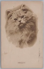 Ling Hair Persian Cat "Sweety", Series 744, c1911 Postcard