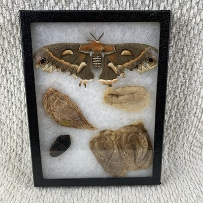 Vintage Shadowbox Framed Cecropia Moth Taxidermy Cocoon Life Cycle Specimen Art