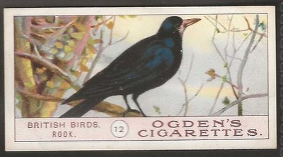 OGDENS - BRITISH BIRDS 1905 (1. SERIE) - #012 - ROOK 