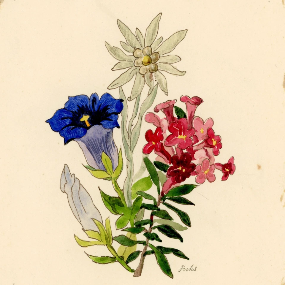 Edelweiss Blauer Enzian Blume Pflanzestudie Fuchs signiert Aquarell Anfang 20 Jh - Bild 1 von 2