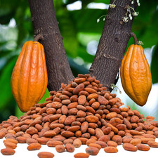 Raw Whole Brown Cocoa Beans  Natural Product  Cocoa Beans  Superfood for R...