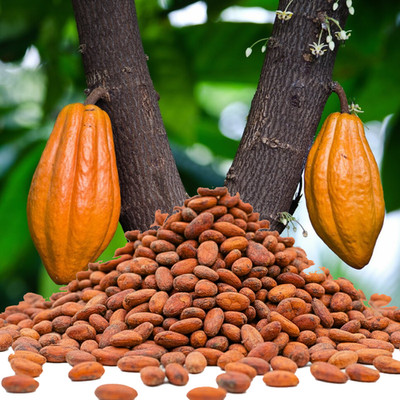 Rohe, ganze braune Kakaobohnen | Naturprodukt | Kakaobohnen | Superfood zum Röst