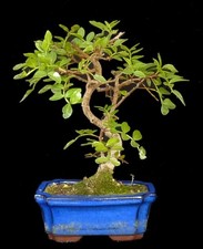 Bonsai - Pistacia lentiscus - Pistazie -  20 cm - SHOHIN - #5391