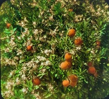Orange Tree Friut & Blossom Closeup, Magic Lantern Glass Slide Keystone 189-292