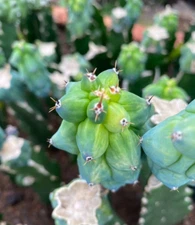 8-10cm Cactus Plant Lophocereus schottii Variegated Beautiful Cactus