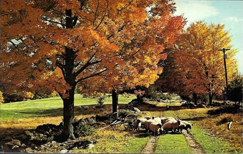 Alte Postkarte, malerisches Neuengland, eine Landstraße, Schafe, Herbst Herbst, ungebraucht