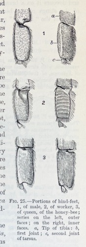 1970 The Cambridge Natural History INSECTS Vol II by D. Sharp 626pp/ILLUSTRATED - Bild 14 von 24