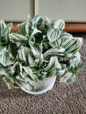 Tradescantia Brightness Cutting Unrooted X3 Cuttings