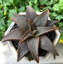 Haworthia Koelmaniorum Var. Hermoso y raro cactus Koelmaniorum 5-7 cm 1 pieza