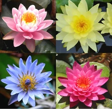 4 Pack Water Lily Tubers Live Aquatic Plant Freshwater Pond Garden Colorful by