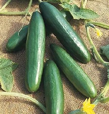 Cucumber Diva Hybrid    250 seeds