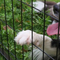Large Outdoor Dog Kennel Metal Cage Chicken Enclosure Playpen w/Rotating Bowls 11
