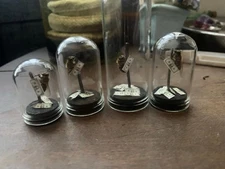 Honey Bee Taxidermy In Glass  display Oddity, Entomology,  Curiosities Dance