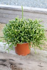 Rhipsalis baccifera subsp. horrida Mouse tail Cactus Trailing Houseplant 45cm