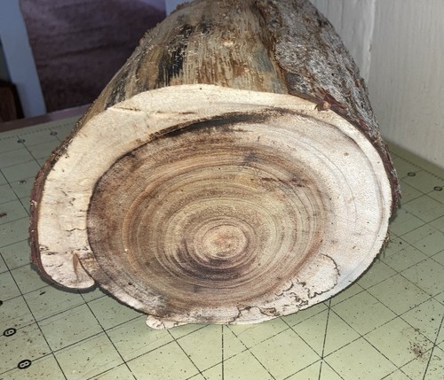 One Large Hawaiian Koa Wood Log 6 1/2" x 8 1/2" (#419) - Picture 4 of 5