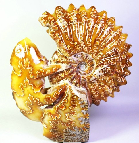 4.19lb Natural Ammonite ! Carved Chameleon &Ammonite Fossil Crystal Specimen