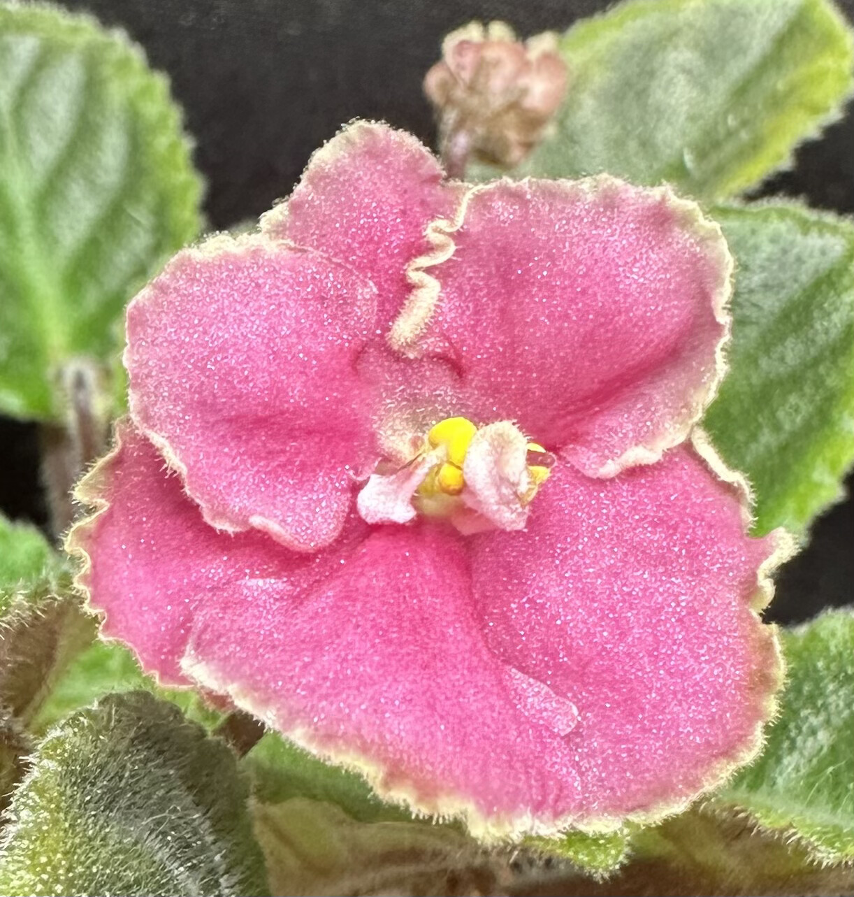 African Violet plant Hunter's Melon Melts (SM) TechRev Blog