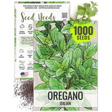 Italian Oregano Origanum vulgare