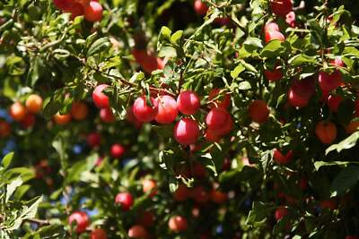 1a-plant  Bunte Kirschpflaume Milanka   seltener Obstbaum | robust & reichtragen