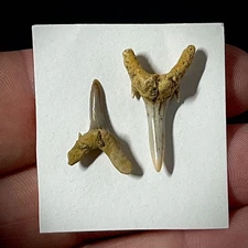 Extinct Sand Tiger Shark Tooth (Striatolamia macrota) .72" & .93" Fossil