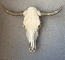 Genuine Steer Skull 21" Wide Longhorn Cattle Bone Head Rustic Wall Art