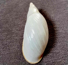 Placostylus miltocheilus 65 mm F+++/GEM BIG SIZE  rarely seen today Landsnail"