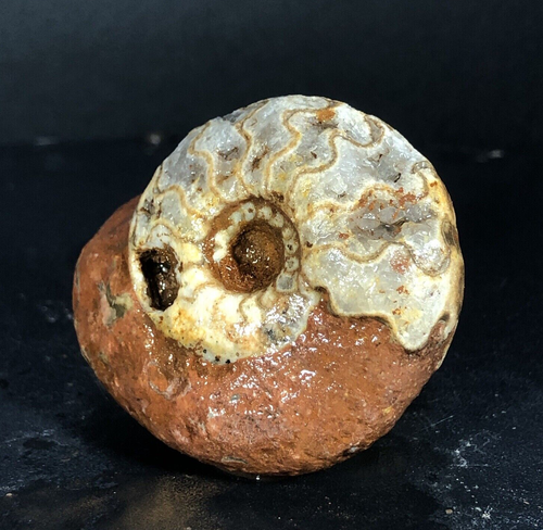 85G AMAZING PERMIAN WHOLE SUTURE AMMONITE FOSSIL CALCITE MOLLUSCA TIMOR - Picture 4 of 15