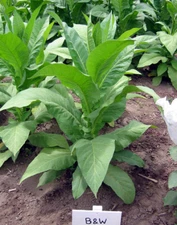 1000 Brown & Williams Low Nic Tobacco Seeds ~ Heirloom Tobacco ~ Non-GMO