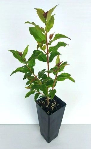 RARE NATIVE QLD GOLDEN MYRTLE-METROSIDEROS QUEENSLANDICA-GARDEN FEATURE SHRUB - Picture 2 of 4