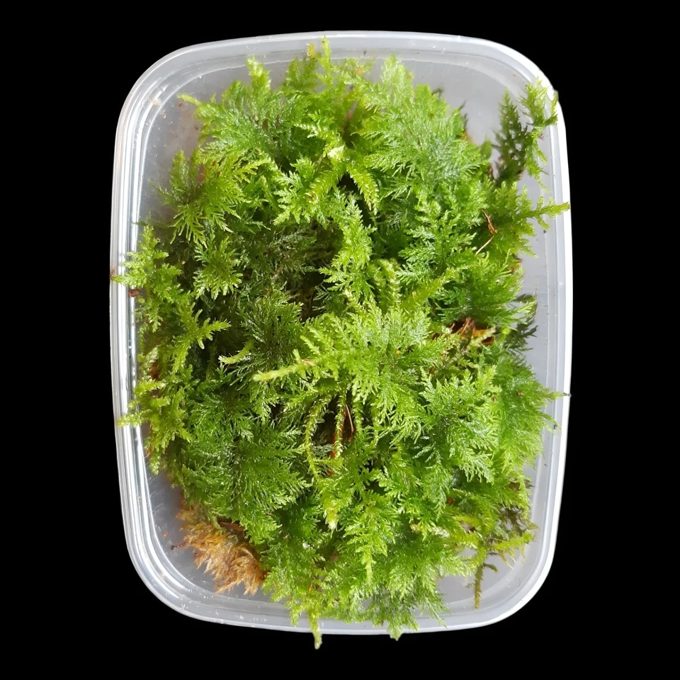 Thuja Moos, Thuidium tamariscin, lebend, Terrarien Moos Pflanzen, Flaschengarten - Bild 3 von 4