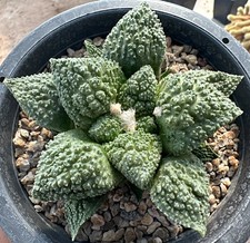 Ariocarpus godzilla from see-d (select) (D2) Euphorbia Ariocarpus Dorstenia