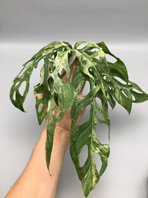 aucuba japonica sulphurea marginata Aucuba japonica 'Marmorata' – Nurseries Caroliniana main image 0