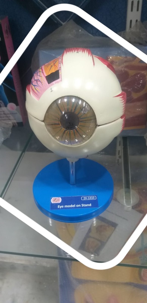 EYE MODEL FOR EDUCATION & RESEARCH.EXPORT QUALITY | eBay