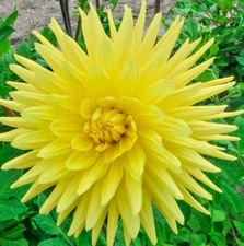 Dahlia GELBER VULCAN 1 Live Flower Plant Bulb Tuber Yellow Double Spiky Cactus