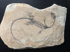 AMPHIBIAN-VERTEBRA-NOTHOSAURIA-JURASSIC-dragon dinosaur fossil--Holiday gift-1