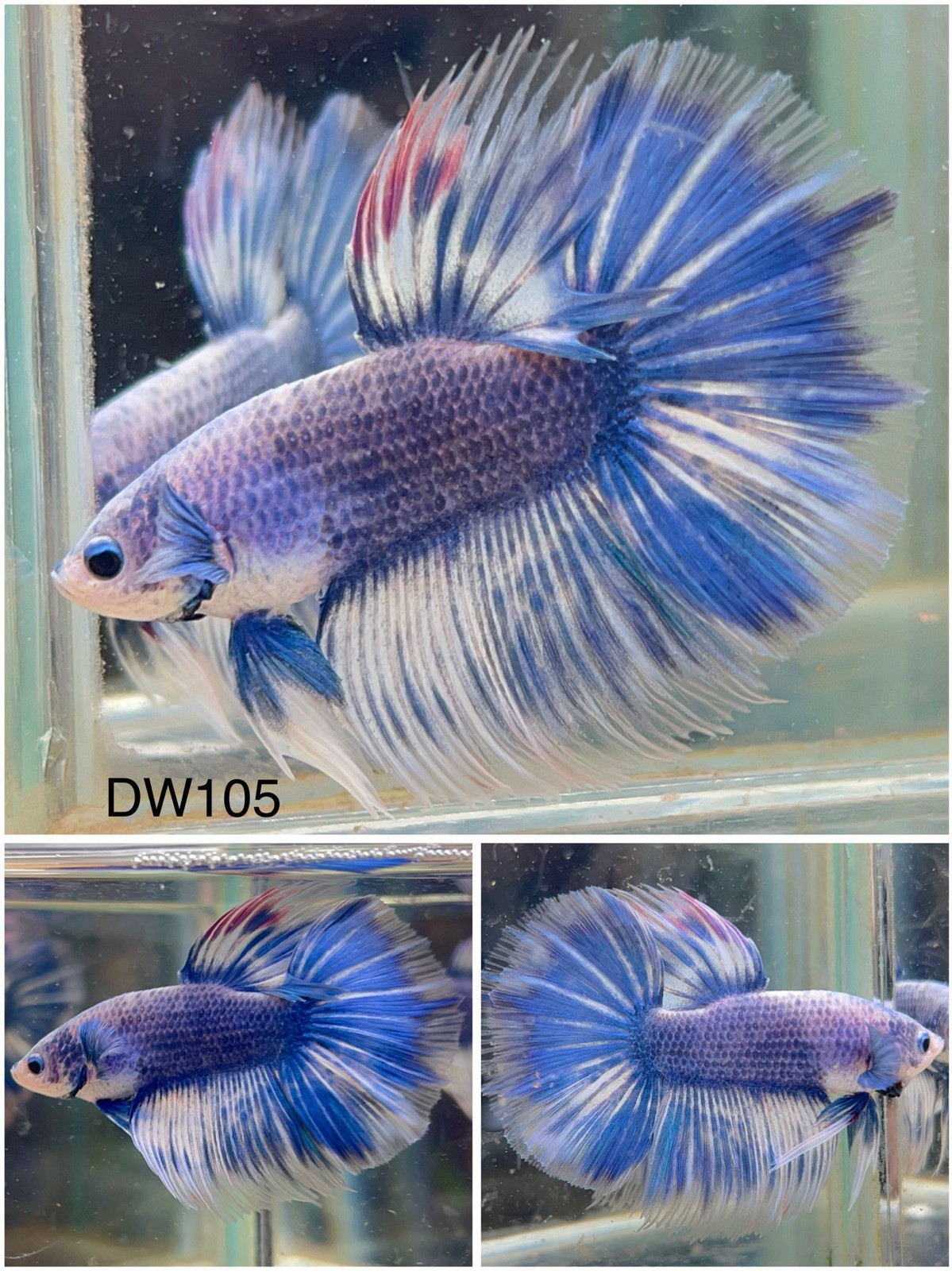 Male Betta Live Fish - Grizzle Fancy Halfmoon - DW105 - High Quality A++