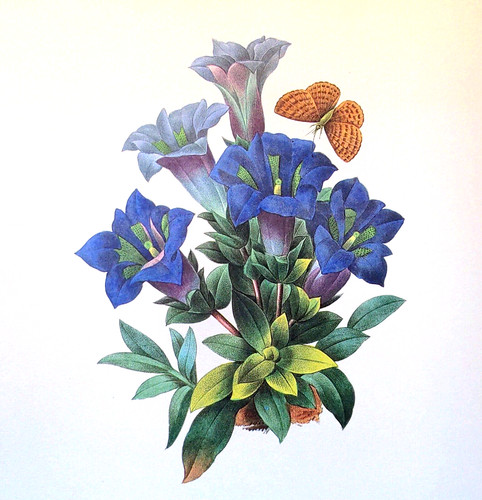 P. J. Redoute Flowers GENTIANA ACAULIS Botanical Art Print Book Plate 45