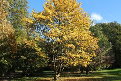 Acero dipinto, Acer truncatum mono (Acer pictum), semi albero (colore autunnale vistoso) - Foto 5 di 12