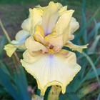 Tall Bearded Iris Rhizome "COUNTY CORK"  Schreiner  2007  AWARDS! — photo 1